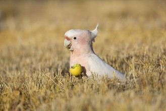 Major Mitchell's Cockatoo (Lophochroa leadbeateri) feeding on a Paddy melon (Cucumis myriocarpus),