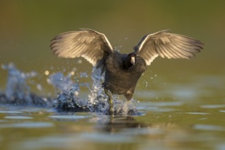 American Coot (Fulica americana) taking flight, British Columbia, Canada