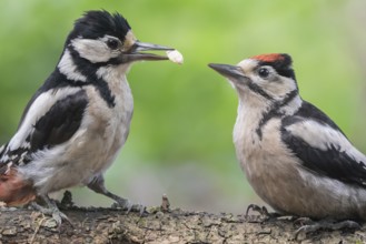 Great Spotted Woodpecker (Dendrocopos major) female with young, Lower Saxony, Germany