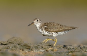 Spotted Sandpiper (Actitis macularius), Texas, USA