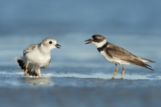 Piping Plover (Charadrius melodus), Texas, USA