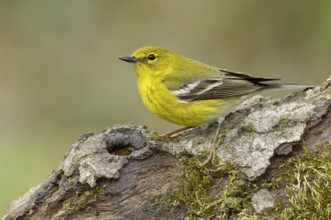 Pine Warbler (Setophaga pinus), Texas, USA