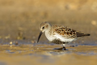 Dunlin (Calidris alpina) foraging, North Rhine-Westphalia, Germany