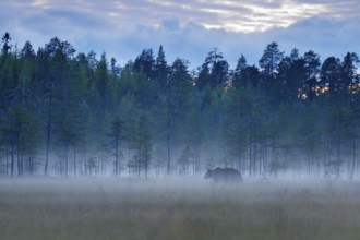 Foggy forest with brown bear in fog. Bear hidden in forest. Autumn forest with animal. Beautiful