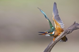 Common Kingfisher (Alcedo atthis) female threatening, Saxony-Anhalt, Germany