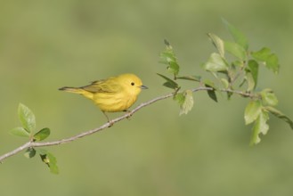 American Yellow Warbler (Setophaga aestiva) perched on a branch, Texas, USA