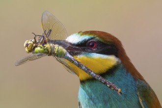 European Bee-eater (Merops apiaster) with captured dragonfly in its beak, Saxony-Anhalt, Germany