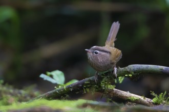 Indochinese Fulvetta (Fulvetta danisi) perched on a branch, Vietnam