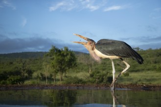 Marabou Stork (Leptoptilos crumenifer) foraging in shallow water, South Africa