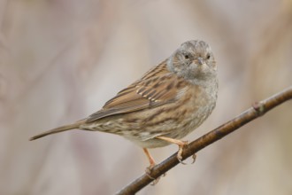 Heckenbraunelle, Prunella modularis Dunnock