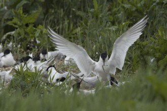 Sandwich Tern (Thalasseus sandvicensis), Scotland, United Kingdom
