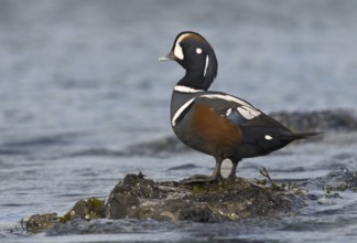 Harlequin Duck (Histrionicus histrionicus) male, British Columbia, Canada