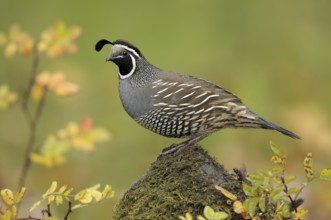 California Quail (Callipepla californica) male, Canada