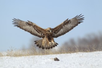 Steinadler; lat. Aquila chrysaetos; Altvogel; adult; im Landeanflug auf einem verschneiten Hang bei