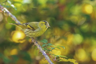 Eurasian Siskin (Spinus spinus) male, Abruzzo, Italy