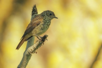 Thrush Nightingale (Luscinia luscinia) juvenile, Danube-Delta, Romania