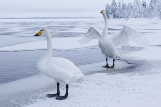 Whooper Swan (Cygnus cygnus), Finland