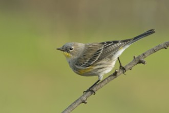 Audubon's Yellow-rumped Warbler (Setophaga coronata) Sacramento County California