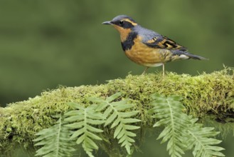Varied Thrush (Ixoreus naevius), British Columbia, Canada