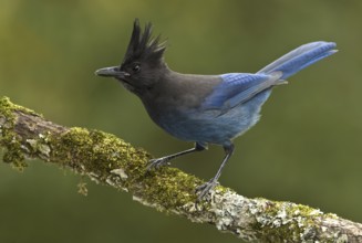 Steller's Jay (Cyanocitta stelleri), British Columbia, Canada
