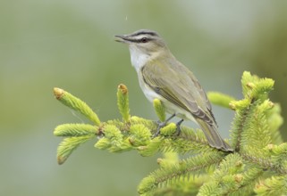 Red-eyed Vireo (Vireo olivaceus), Alberta, Canada