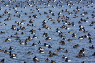 Greater Scaup & Tufted Duck (Aythya marila & Aythya fuligula) huge group on a lake,