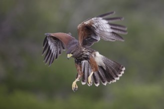 Harris's Hawk (Parabuteo unicinctus) juvenile approaching, Texas, USA