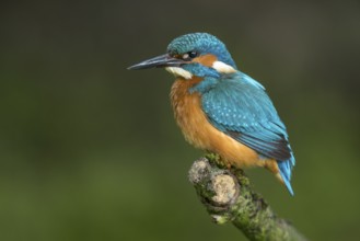 Common Kingfisher (Alcedo atthis) male perched on a branch, Lower Saxony, Germany