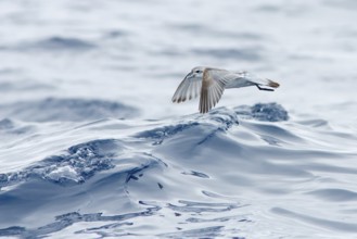 Fairy Prion (Pachyptila turtur) flying, Victoria, Australia