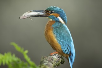 Common Kingfisher (Alcedo atthis) male perched on a branch with a fish in its beak, Lower Saxony,