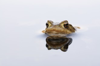 European Toad (Bufo bufo), adult at water surface, North Rhine-Westphalia, Germany