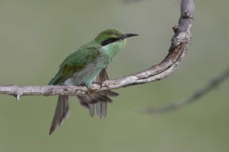 Swallow-tailed Bee-eater (Merops hirundineus), Namibia Africa