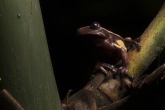 A very rare Chocolate frog in Ecuador. This species spends its entire leaf inside and around native