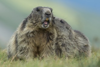 Alpine Marmot (Marmota marmota) adult with young, High Tauern National Park, Austria