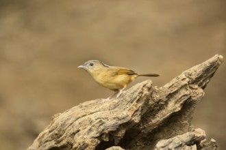 Brown-cheeked Fulvetta (Alcippe poioicephala), Yunnan, China