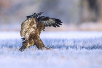 Common Buzzard (Buteo buteo) landing, Saxony-Anhalt, Germany