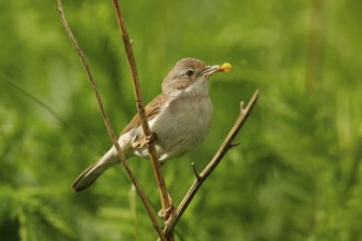 Common Whitethroat (Sylvia communis) female, Lower Saxony, Germany