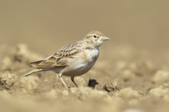 Greater Short-toed Lark (Calandrella brachydactyla), Podhum, Croatia