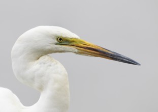 Great Egret (Ardea alba), Hortobagy, Hungary