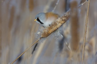 Bearded Reedling (Panurus biarmicus) male feeding on cattail seed, Thuringia, Germany
