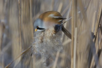 Bearded Reedling (Panurus biarmicus) male feeding on cattail seed, Thuringia, Germany
