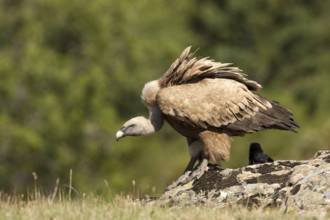 Griffon Vulture (Gyps fulvus), Madrid, Spain