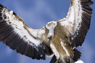 Griffon Vulture (Gyps fulvus) flying, Aragon, Spain