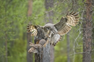 Great Grey Owl (Strix nebulosa) male landing on nest with little bird prey in beak, Suomussalmi,