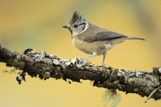 European Crested Tit (Lophophanes cristatus) perched on lichen branch, Andalusia, Spain