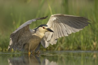 Black-crowned Night Heron (Nycticorax nycticorax), Pusztaszer, Hungary