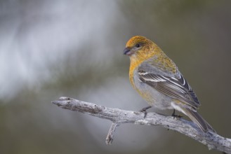 Pine Grosbeak - Hakengimpel - Pinicola enucleator, Finland