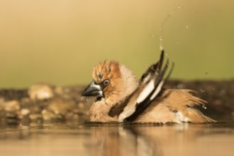 Hawfinch (Coccothraustes coccothraustes) male bathing, Serbia