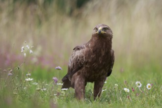 Lesser Spotted Eagle (Clanga pomarina) on grassland, Poland