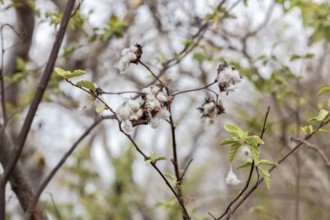 Cotton plants (Gossypium), San Cristobal, Galapagos, Ecuador